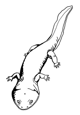 <i>Vigilius</i> (amphibian) Extinct genus of amphibians