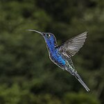 Colibrí morado en pleno vuelo