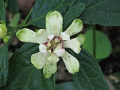 Calycanthus 'Venus'