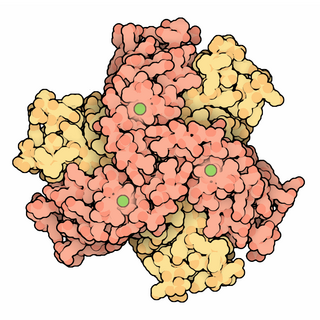 <span class="mw-page-title-main">Nickel superoxide dismutase</span>