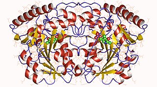 <span class="mw-page-title-main">Histidinol-phosphate transaminase</span>