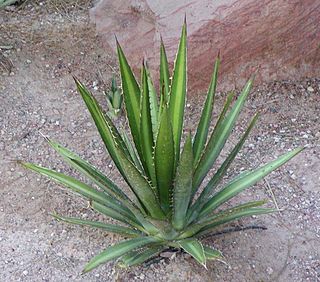 <i>Agave lechuguilla</i> Species of plant endemic to Chihuahuan Desert