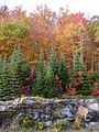 Algonquin Provincial Park.