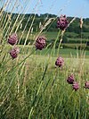 Allium rotundum 290608.jpg