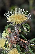 Banksia kippistiana