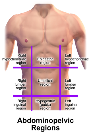 <span class="mw-page-title-main">Groin</span> The two creases at the junction of the torso with the thighs, on either side of the pubic area