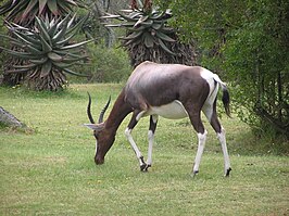 Bontebok in het park