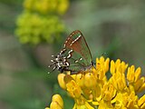 Callophrys gryneus (juniper hairstreak) Adult, ventral view of wings.