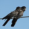 A pair of Red-tailed Black Cockatoos perching on a wire