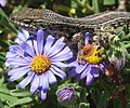 Image 9 Cape skink Cape skink – Trachylepis capensis. Close-up on purple Aster flowers. More selected pictures