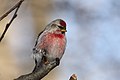 Bagħal tal-Ġojjin Carduelis Flammea (K)