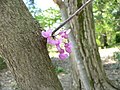 Cercis canadensis var. canadensis