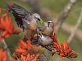 El estornino malabar (Sturnia malabarica) es una especie de ave paseriforme de la familia Sturnidae, residente o parcialmente migratoria en hábitats boscosos de la India y el Sudeste Asiático. Los adultos alcanzan una longitud total de aproximadamente veinte centímetros y presentan poco dimorfismo sexual. El plumaje de la parte superior es gris, mientras que las remeras son de color negruzco, variando el resto del color del plumaje según la subespecie. Por Touhid biplob.