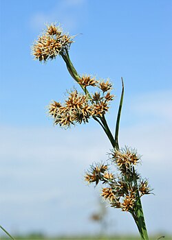 Cladium mariscus