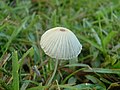 Coprinus plicatilis