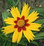 Coreopsis