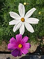 * Kandidimi: Cosmos bipinnatus (flowers) --Kryesmin 13:43, 12 September 2024 (UTC) * * Kërkohet vlerësim