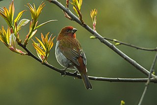 <span class="mw-page-title-main">Crimson-browed finch</span> Species of bird