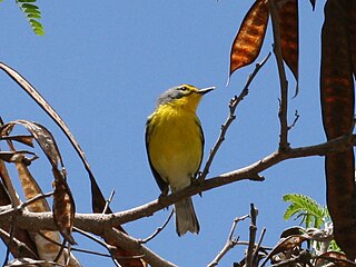 <span class="mw-page-title-main">Adelaide's warbler</span> Species of bird