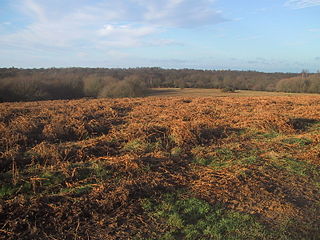 <span class="mw-page-title-main">Ditchling Common</span>