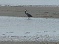 Küstenreiher Western Reef Heron