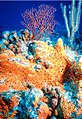 Image 3Non-bilaterians include sponges (centre) and corals (background). (from Animal)