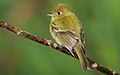 Empidonax-flavescens-001.jpg