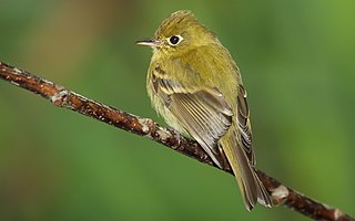 <span class="mw-page-title-main">Yellowish flycatcher</span> Species of bird