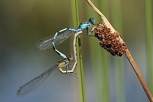 Mating wheel of Enallagma cyathigerum