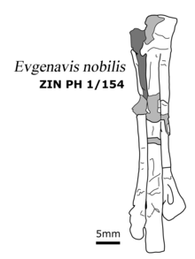 Evgenavis tarsometatarsus.png