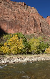 Fremont cottonwoods