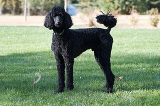 <span class="mw-page-title-main">Poodle</span> Dog breed