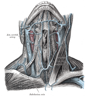 Jugular vein Veins that bring deoxygenated blood from the head back to the heart