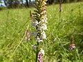 Gymnadenia odoratissima white colour Germany - Silberberg (Enzkreis)