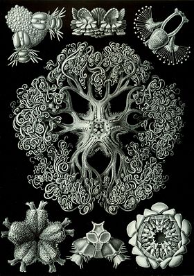 Ofiúros, por Haeckel, na sua Kunstformen der Natur