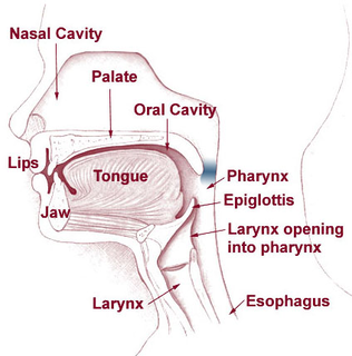 <span class="mw-page-title-main">Hypernasal speech</span> Medical condition