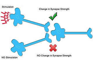 <span class="mw-page-title-main">Homosynaptic plasticity</span> Type of synaptic plasticity.