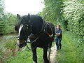 Horse Drawing Barge on the Kennet and Avon Canal.