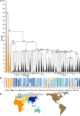 <span class="mw-page-title-main">Human Y-chromosome DNA haplogroup</span> Human DNA groupings