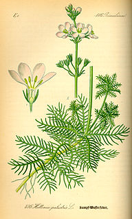 <i>Hottonia palustris</i> Species of aquatic plant