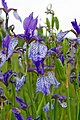 Iris sibirica, Blüten und unreife Kapselfrüchte