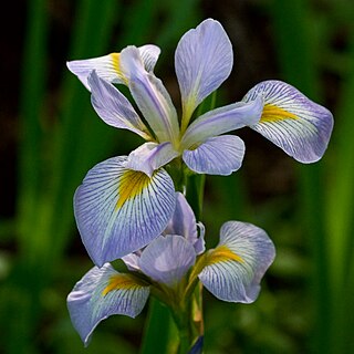 <i>Iris virginica</i> species of plant