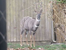 antelope facing camera (low contrast with background)