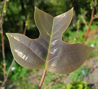 <i>Liriodendron chinense</i> Species of tree