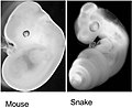 胚の状態のマウス（左）とヘビ（右）