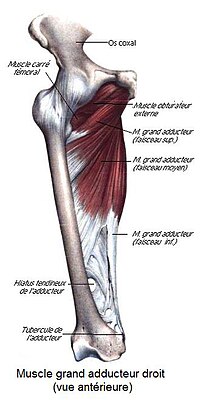 Большая приводящая мышца