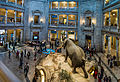 National Museum of Natural Historyn rotunda.