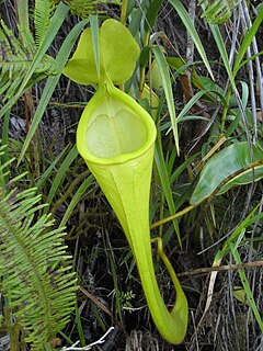 <i>Nepenthes chaniana</i> species of plant