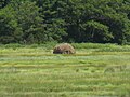 Thumbnail for File:Newbury marsh 3.JPG