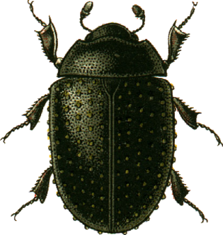 <i>Nosodendron</i> Genus of beetles